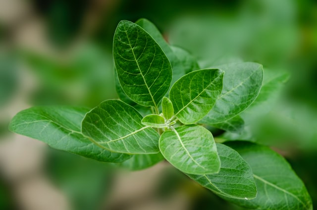 Picture of green leafs of Aswagandha plant