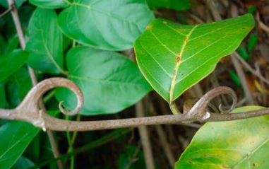 cats claw uncaria tomentosa nootropic immune support