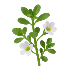 Bacopa Monnieri supplement