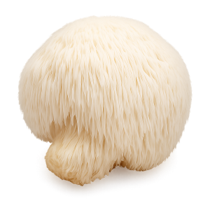 Lion's Mane mushroom supplement
