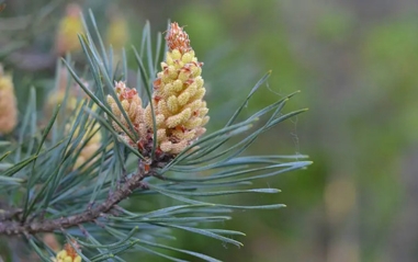 Close-up of fresh pine pollen on a pine branch, a natural nootropic and vitality tonic