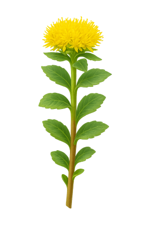 Rhodiola Rosea supplement