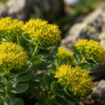 Rhodiola rosea benefits for stress and focus shown through alpine herb flowers