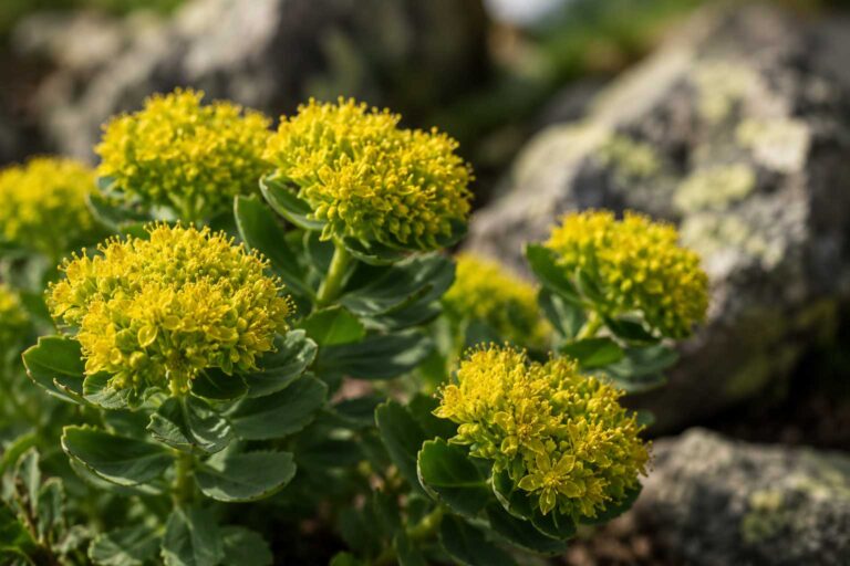 Rhodiola rosea benefits for stress and focus shown through alpine herb flowers