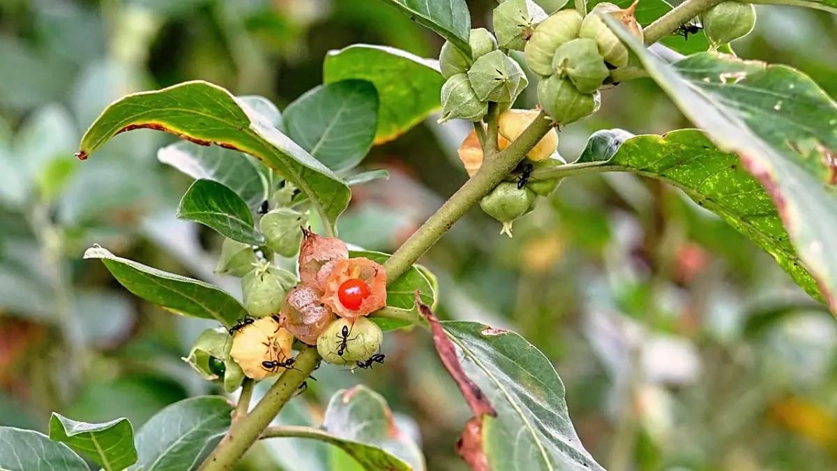 Green leaves of the Ashwagandha (Withania somnifera) plant