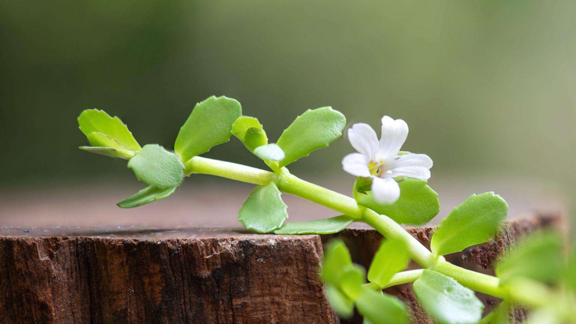 Fresh Bacopa monnieri stems with small green leaves